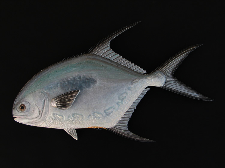 Leather Fish Sculpture of a 24